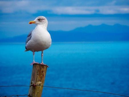 Gaivota Sesimbra